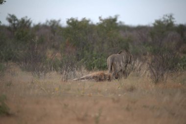 Kenya bozkırında bir grup aslan.