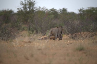 erkek aslan kruger Park, Güney Afrika.
