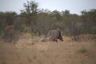 Savanadaki fil