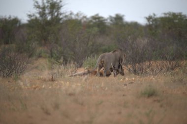 Kenya bozkırında vahşi bir aslan