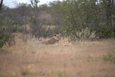 Aslan ın kruger national park, Güney Afrika