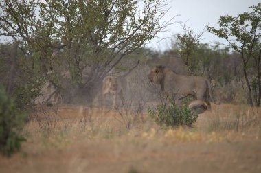 Bir vahşi aslan sürüsü çimenlerde otluyor.