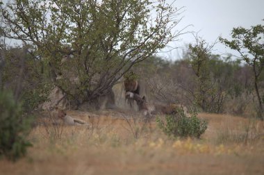 Kenya bozkırında vahşi bir aslan