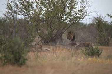 Afrika 'nın güneyindeki Kruger Ulusal Parkı' nda vahşi aslan.