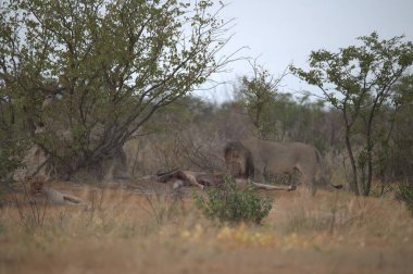 Kenya bozkırında bir koyun sürüsü