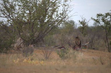 Afrika bozkırlarında bir grup fil.