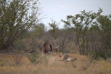 Güney Afrika 'daki Kruger Ulusal Parkı' ndaki vahşi sırtlan.