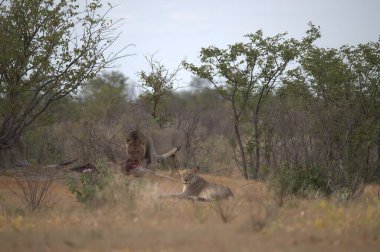 Güney Afrika 'daki Kruger Ulusal Parkı' nda bir aslan..