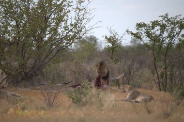 Afrika bozkırlarında bir aslan otların arasında yürüyor.