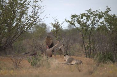 Tarlada bir grup aslan.