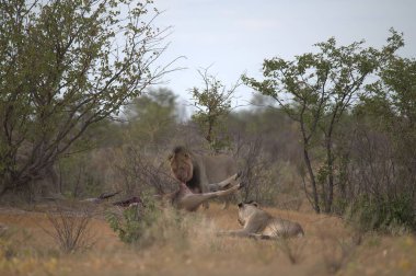 Kenya savanındaki aslan