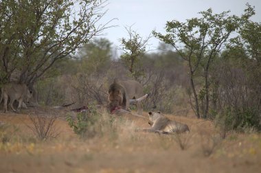 Savanadaki vahşi hayvanlar