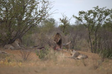 Güney Afrika 'daki Kruger Ulusal Parkı' ndaki aslanlar.