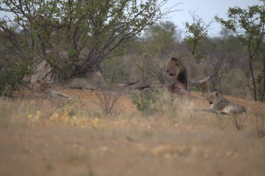 Kenya bozkırında bir aslan
