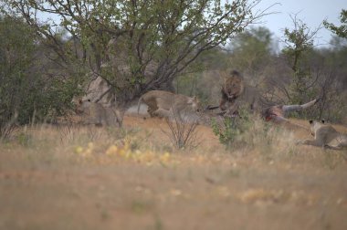 Çimlerin üzerinde bir grup aslan