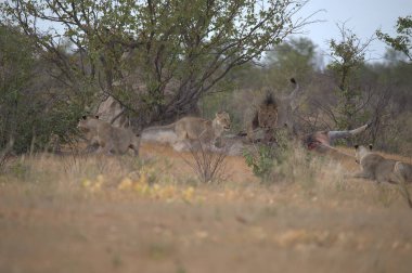 Savanadaki vahşi aslanlar
