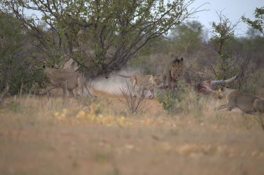 Güney Afrika bozkırında bir grup vahşi hyaena.