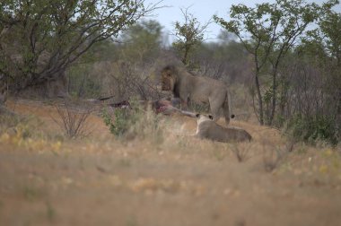 Afrika, Savannah 'daki aslan ailesi.