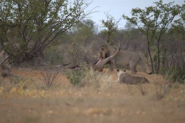 Namibya 'da çölde aslanla oynayan genç bir erkek aslanın güzel bir fotoğrafı.