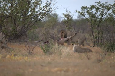 Kenya savanındaki aslanlar