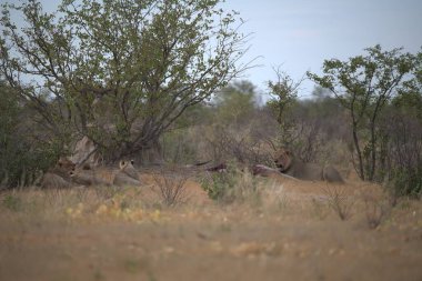 Savanadaki bir grup aslan.