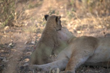 Aslan erkek panthera leo yavrusu savanada