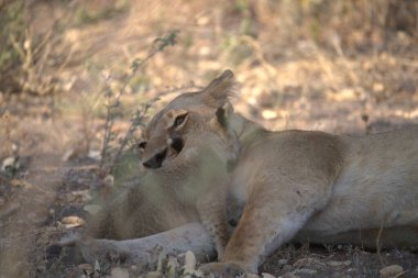 Genç Aslan (panthera leo), Panthera, Panthera, Güney Afrika.