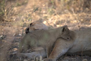 lion cubs playing together in the kruger national park, africa.