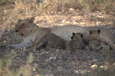a young lion family in the savannah