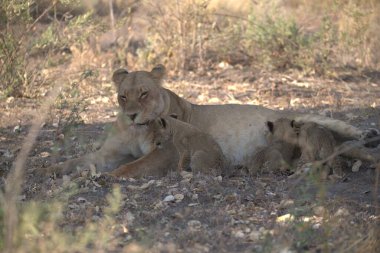 Otların arasında dinlenme aslan yavrusu