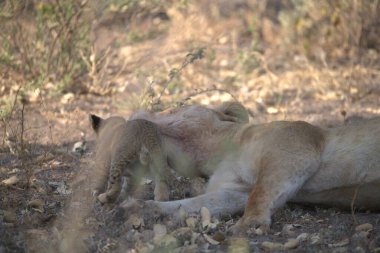 Hayvanat bahçesindeki aslan