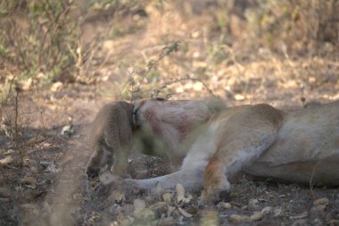 Gün ışığında ağaçtaki genç bir aslanın yakın plan çekimi.