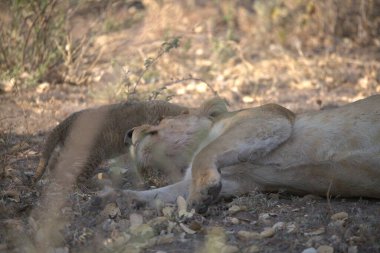 Namibya 'da aslan yavrusu