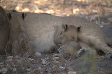 lions in a safari park, namibia