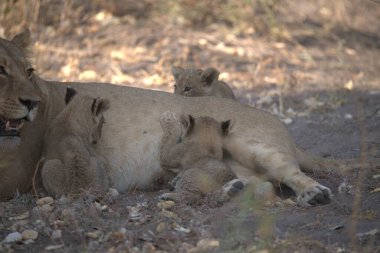 lion cubs playing on a sand in a bush in the kruger national park, south africa.