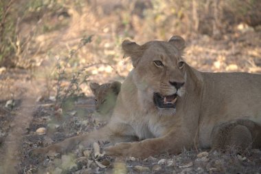 Kenya 'nın güzel vahşi yaşam yerleri