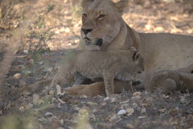 a young lion cubs playing with their young mother