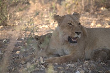 a lion with her lion cubs