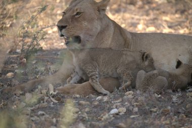 Savanadaki genç aslan ailesi.
