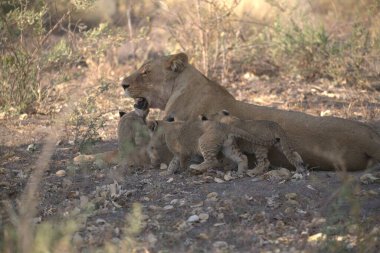 Aslan yavrusuyla aslan ailesi