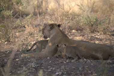 Kenya savanındaki aslanlar