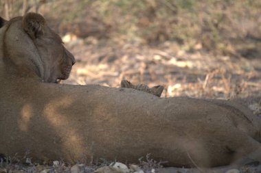 Lions at the kruger park