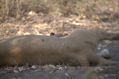 doğal yaşam alanı içinde yaban domuzu