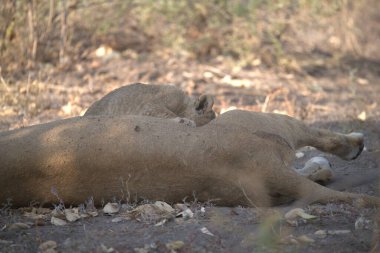 Yerde yatan şirin bir aslanın yakın çekimi.