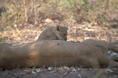 a lion cub laying on a ground
