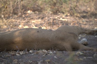 Büyük vahşi bir aslan yerde yatıyor.