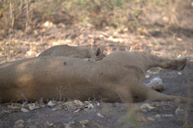 Ormanda yaban domuzu