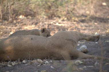 Ormandaki bir grup aslan.
