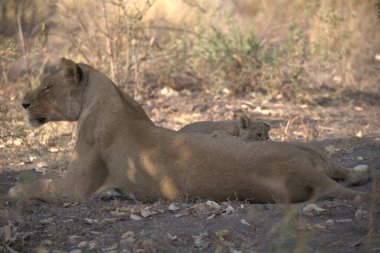young lion cub laying in grass. high quality photo