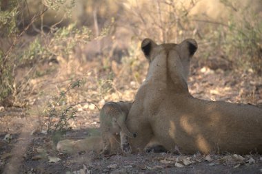 Güney Afrika 'daki Kruger Ulusal Parkı' nda aslan var.